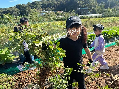 고구마&땅콩 캐기 체험