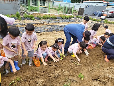 감자캐기 체험 및 물총놀이
