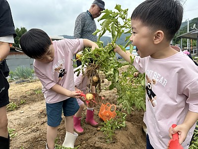 감자캐기 체험 및 물총놀이