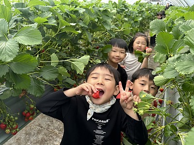 딸기 따기 체험
